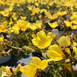 Current Featured Plants - Products
