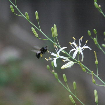 A Native & Herb Garden to Stroll Through