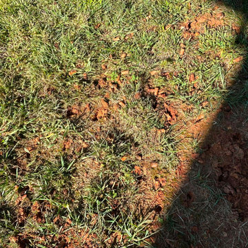 Aeration, Seeding and Fertilization