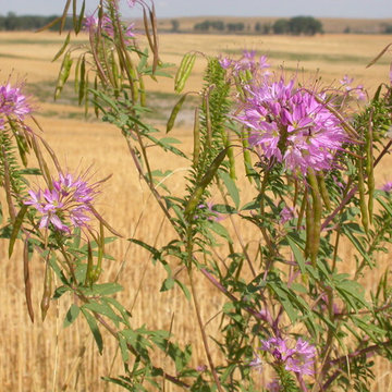 Cleome serrulata