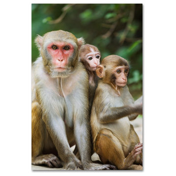 "Monkey 2" by Robert Harding Picture Library, Canvas Art, 22"x32"