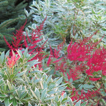 Plant Ideas & Colorful Combinations
