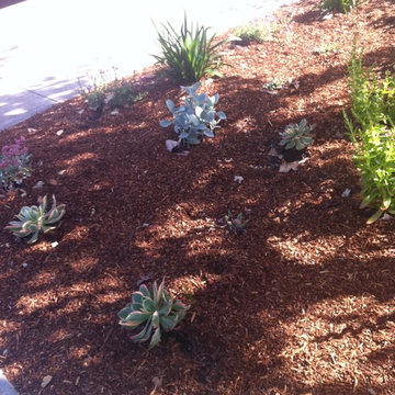 Succulents in the Low Water Garden