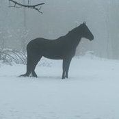 Lisa Buettner's photo