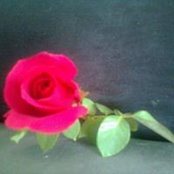 Photo de Sharon Pretorius