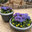VANDERFLEET Floral Design