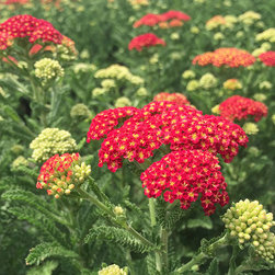 Current Featured Plants - Products