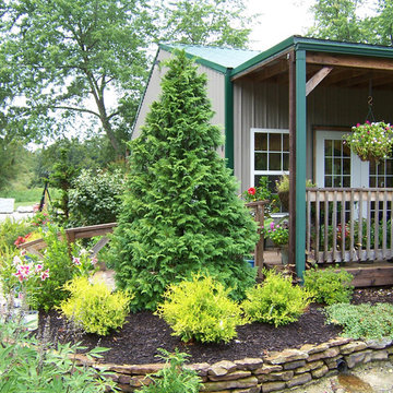 Soft Serve® False Cypress (Chamaecyparis)