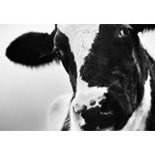 Moo Shaw's photo