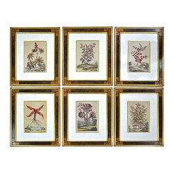 Set of 6 Framed Prints by Dutch Botanist Abraham Munting - Products
