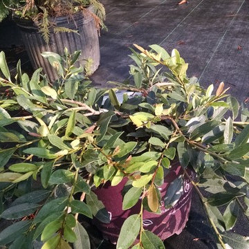 Pool plant ideas