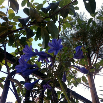 Un balcon filant à Paris Saint Germain...