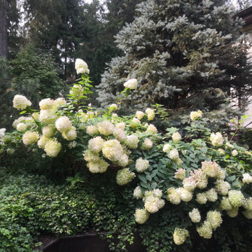 Landscape design of the territory (Moscow region, Sherwood village)