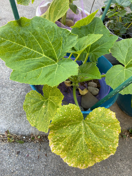 yellowing-summer-squash-leaves