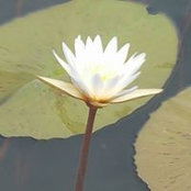 Anis Dadgar's photo