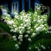 Larisha Shelman's photo