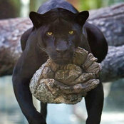 Lou Johnson's photo
