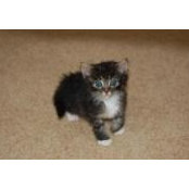 D Anthony Tarantino's photo