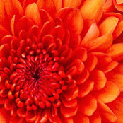 BEATRIX NAGY's photo