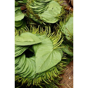 Betel Leaves Used To Make Quids For Sale At Market  Myanmar Print