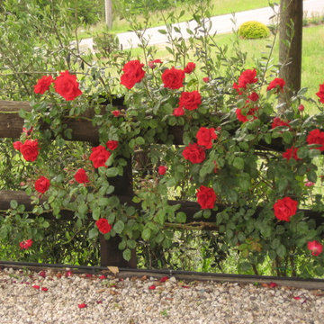 foto rose 2015