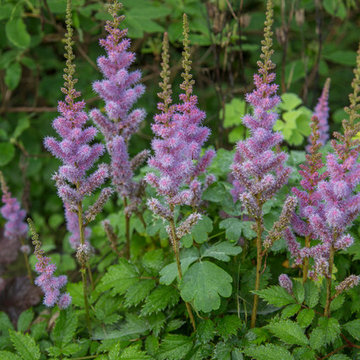 My Houzz: A Canadian Garden Is Well-Prepared for the Cold Weather Ahead