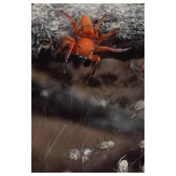 Subterranean Jumping Spider Hunting Baby Spiders, Kenya-Paper Art