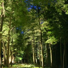 Woodland Landscape