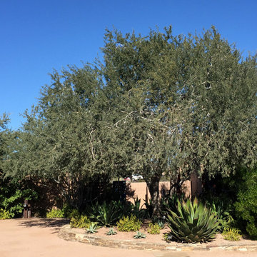 Southwestern Plants