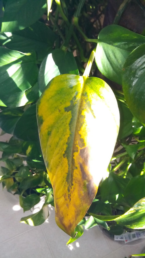 Pothos Leaves Are Turning Yellow And Brown