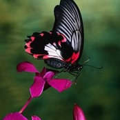 Bonita Mells's photo