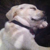 Henry Burkhalter's photo