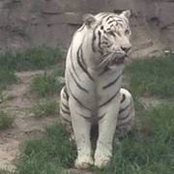 Josja Van Der Maas's photo