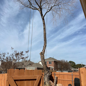 Tree Trimming and Weight Reduction