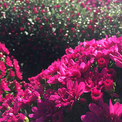 Current Featured Plants - Products