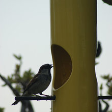 birdhouse