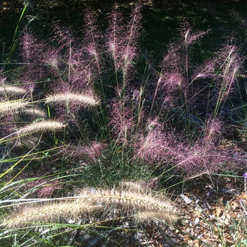 Meadow Planting, Westport CT