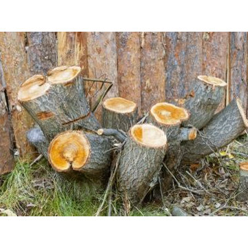 Augusta Tree Removal