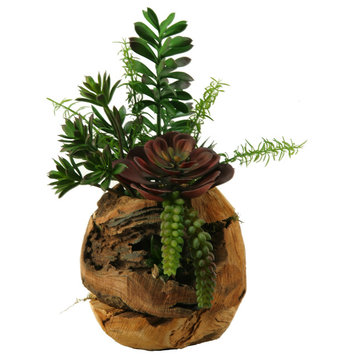 Jade Plant, Aloe, Echeveria and Mini Dracaena in Wooden Root Ball Planter
