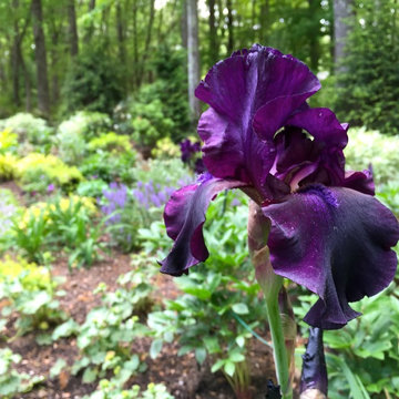Woodland perenial garden