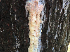 My Pine Tree Appears To Be Leaking Sap Down The Trunk My Pine Tree Appears To Be Leaking Sap Down The Trunk