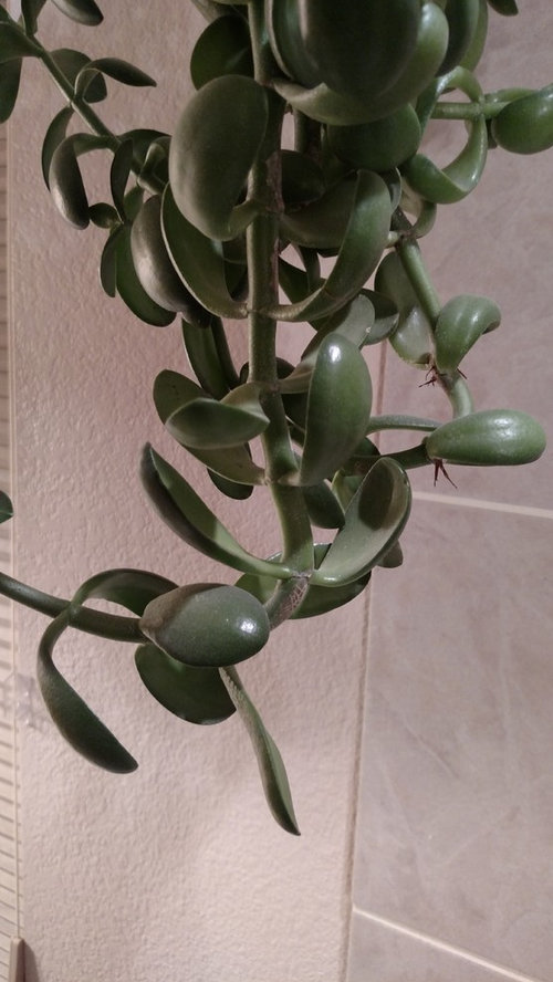 Help! Upside Down Jade Plant!