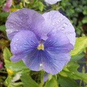Marjorie Rogers's photo