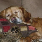 Rufus Roys's photo