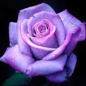 Rose Diamondさんの写真