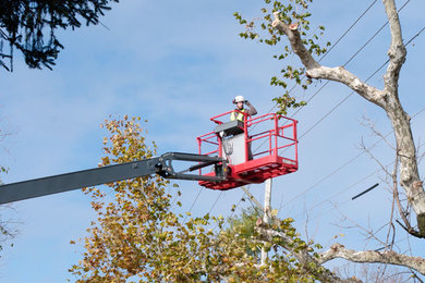 Chester County Emergency Tree Services