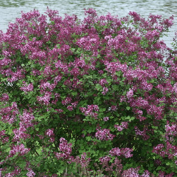 Bloomerang® Dark Purple Lilac