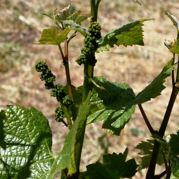 Residiential private vineyards designed, constructed, installed and managed