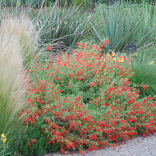 backflow cover plants