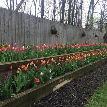 Annual Planting bed filled with Bulbs - Ann Arbor, Michigan